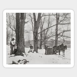 Vermont Maple Sugar Camp, 1906. Vintage Photo Sticker